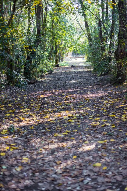 Foresta con foglie secche che coprono il suolo