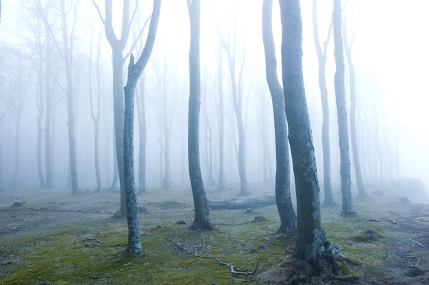 Foresta con nebbia