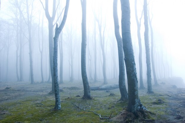 Foresta con nebbia