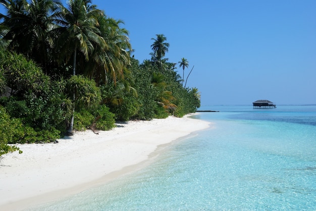 Foresta con palme su una riva vicino alla spiaggia con una casa in lontananza