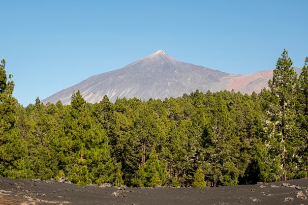 Foresta con sfondo di picco di montagna