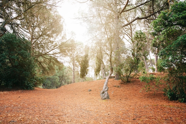 Foresta con sole splendente attraverso gli alberi