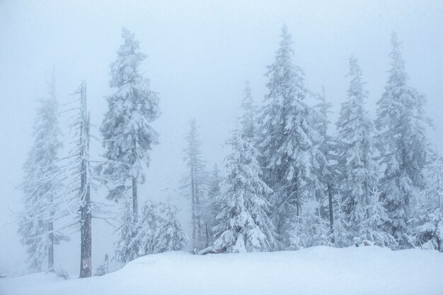 Foresta congelata di inverno nella nebbia. Pino in natura coperta di neve fresca carpatica, Ucraina