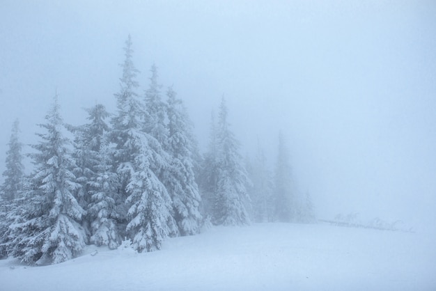 Foresta congelata di inverno nella nebbia. Pino in natura coperta di neve fresca carpatica, Ucraina