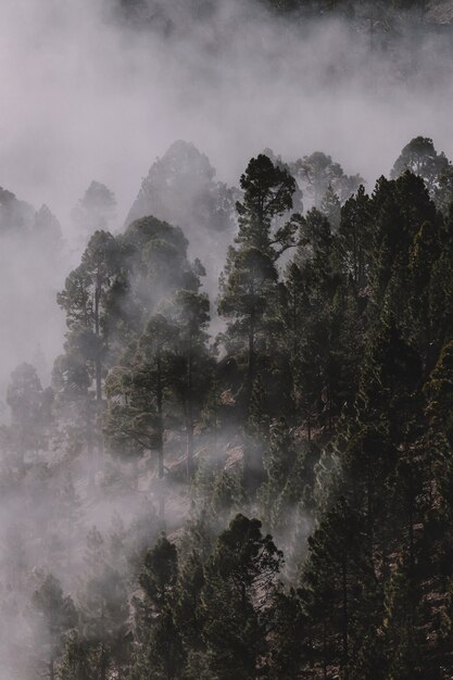 Foresta coperta da nebbia