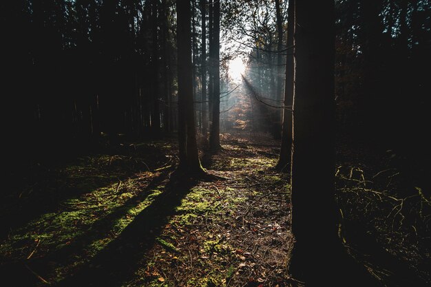 Foresta coperta di alberi e foglie secche sotto la luce del sole in autunno