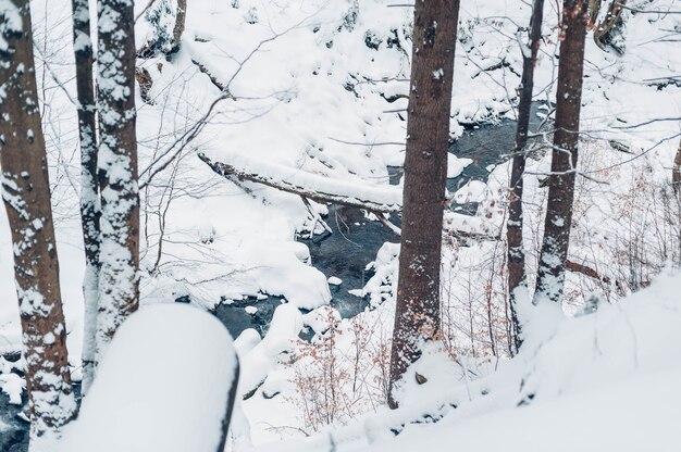 Foresta coperta di alberi e neve durante il giorno in inverno