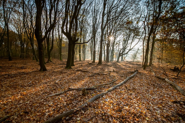 Foresta coperta di foglie secche e alberi sotto la luce del sole durante l'autunno