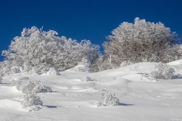 Foresta coperta di neve in inverno durante il giorno