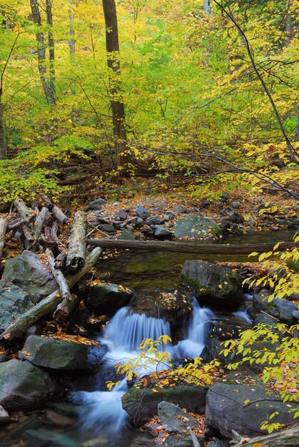 Foresta d'autunno con insenatura