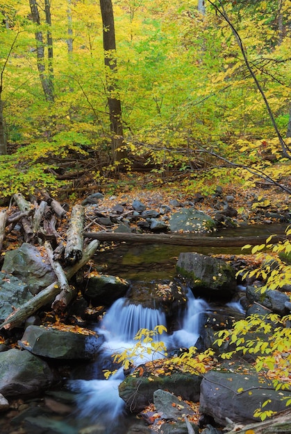 Foresta d'autunno con insenatura