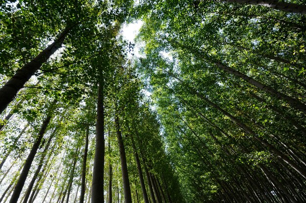 Foresta del pioppo in Fuente Vaqueros, Granada, Andalusia, Spagna