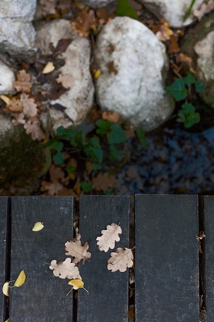 Foresta della fauna selvatica catturata alla luce del giorno