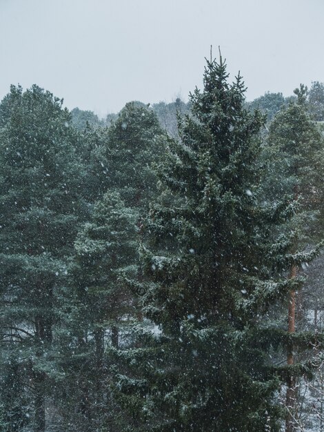 foresta di abeti rossi durante il fiocco di neve in una giornata nebbiosa