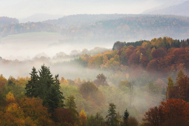 Foresta di autunno colorato mozzafiato piena di diversi tipi di alberi coperti di nebbia