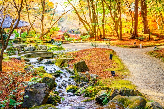 Foresta di autunno con il fiume