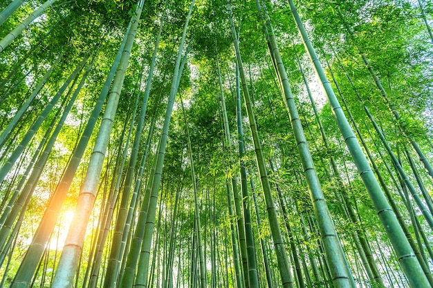 Foresta di bamboo. Sullo sfondo della natura.