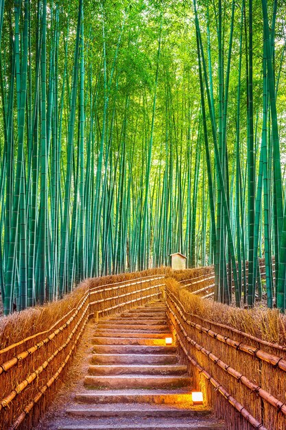 Foresta di bambù a Kyoto, in Giappone.