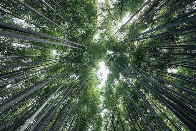 Foresta di bambù boschetti di Arashiyama in Giappone