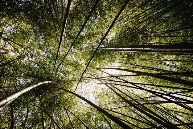 Foresta di bambù con luce solare del mattino