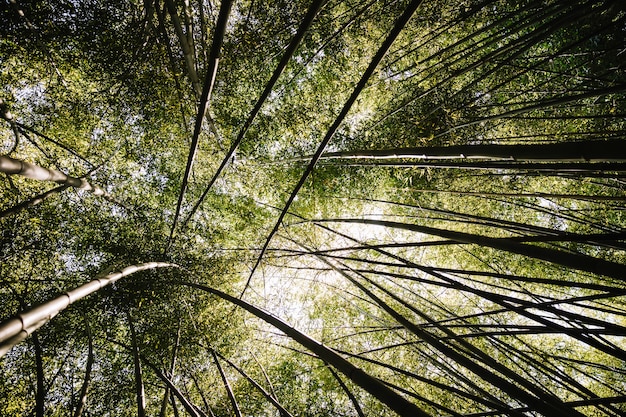 Foresta di bambù con luce solare del mattino