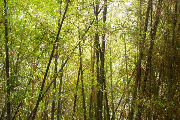 Foresta di bambù orientale alla luce del giorno