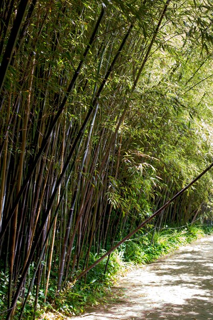 Foresta di bambù orientale alla luce del giorno