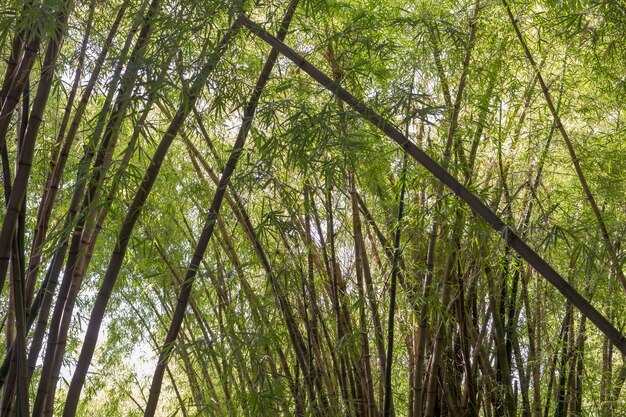 Foresta di bambù verde tropicale