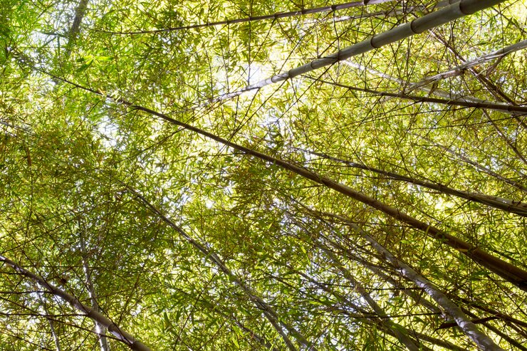 Foto gratuito foresta di bambù verde tropicale