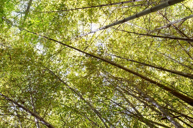 Foresta di bambù verde tropicale