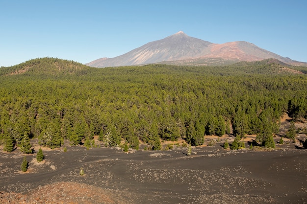 Foresta di conifere con picco di montagna