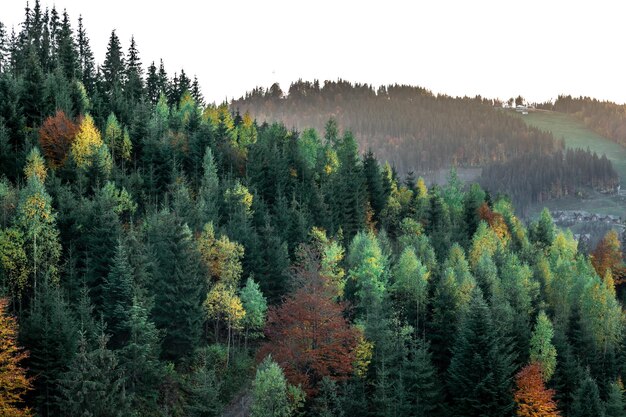 Foresta di conifere sullo sfondo naturale delle montagne