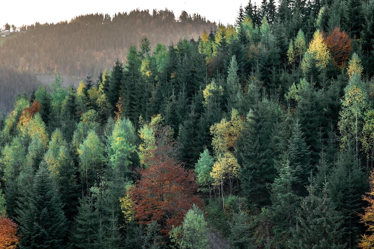 Foto gratuito foresta di conifere sullo sfondo naturale delle montagne