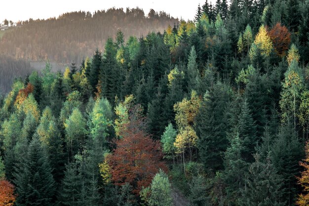 Foresta di conifere sullo sfondo naturale delle montagne