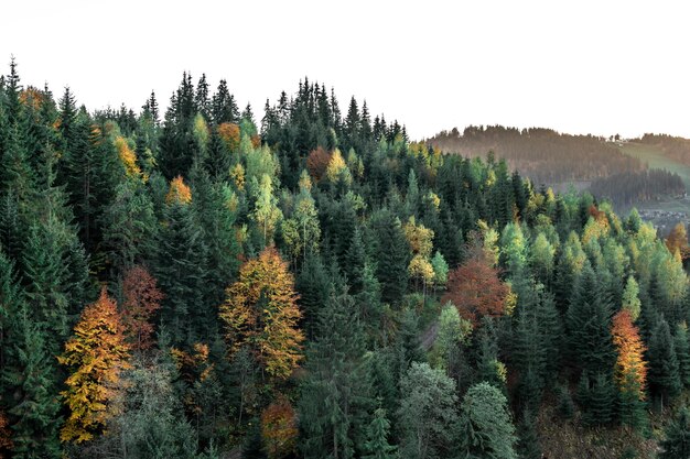 Foresta di conifere sullo sfondo naturale delle montagne
