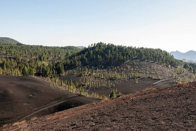 Foresta di montagna su terreno vulcanico