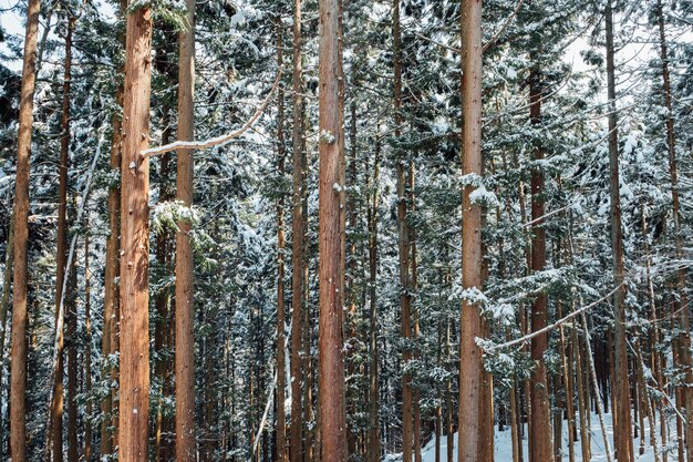 foresta di neve in Giappone