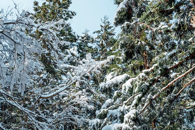 foresta di neve in Giappone