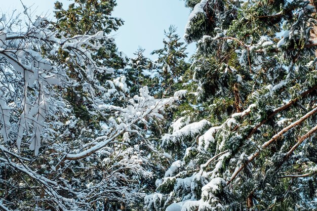 foresta di neve in Giappone