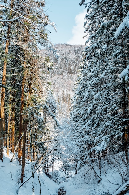 foresta di neve in Giappone