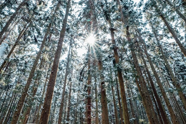 foresta di neve in Giappone