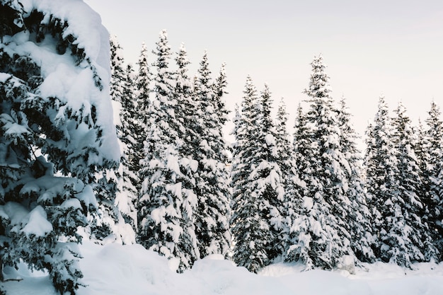 Foresta di pini innevati