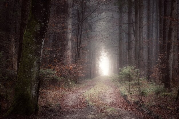 Foresta durante il giorno