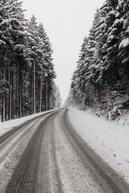 Foresta e strada invernali sempreverdi