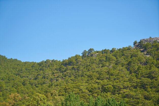 foresta foglia con sfondo cielo