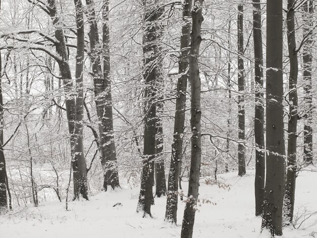 Foresta in inverno