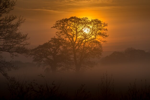 Foresta incredibile e il tramonto