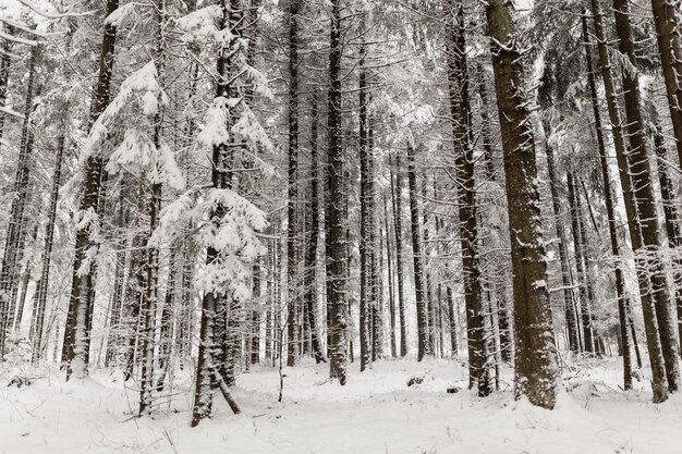 Foresta invernale tranquilla