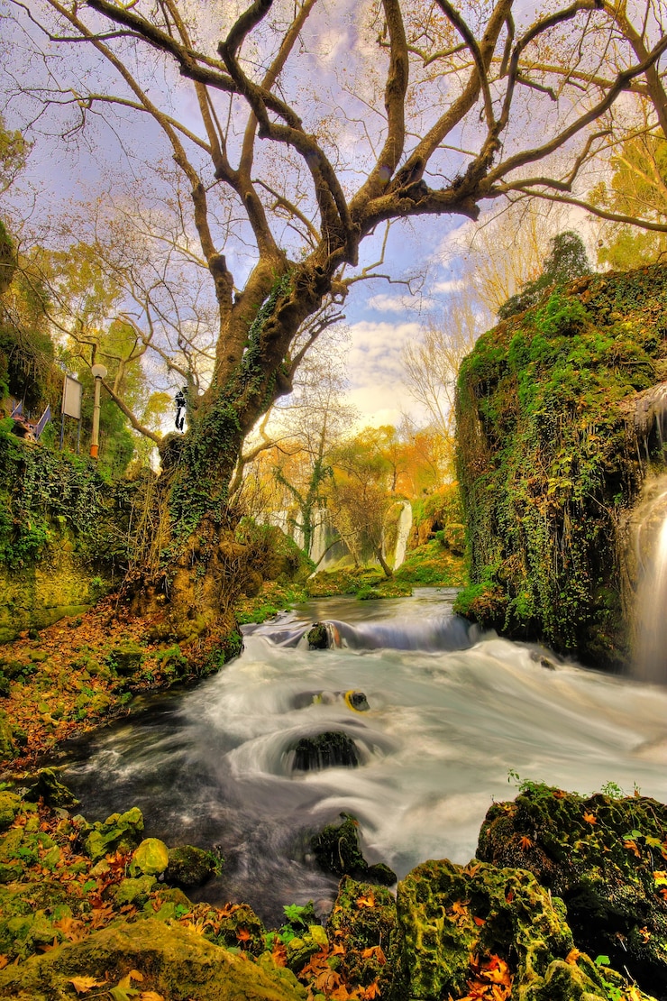Foto gratuito foresta magica con un fiume