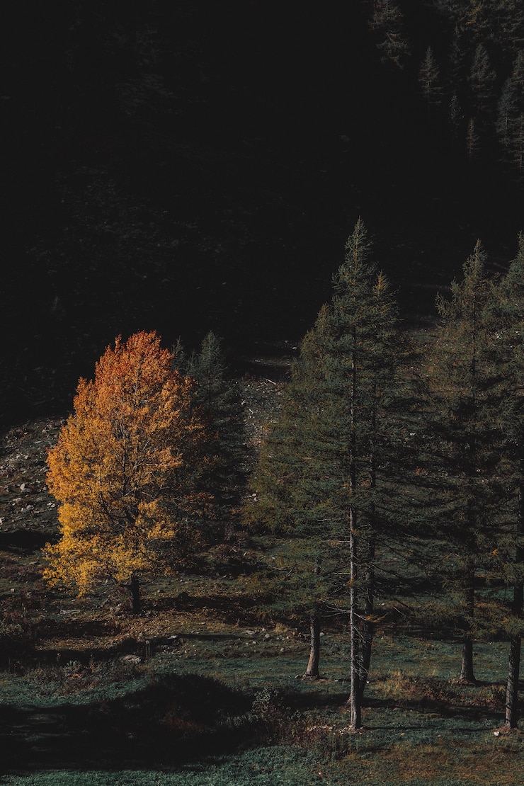 Foto gratuito foresta marrone e verde foglia durante la notte